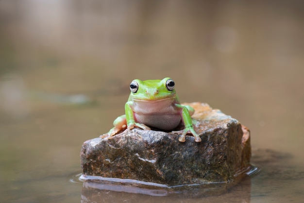 Foto dumpy frosch im wasser im tropischen garten