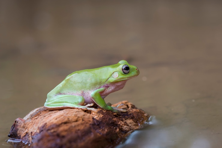 Foto dumpy froschbaum auf den zweigen im see