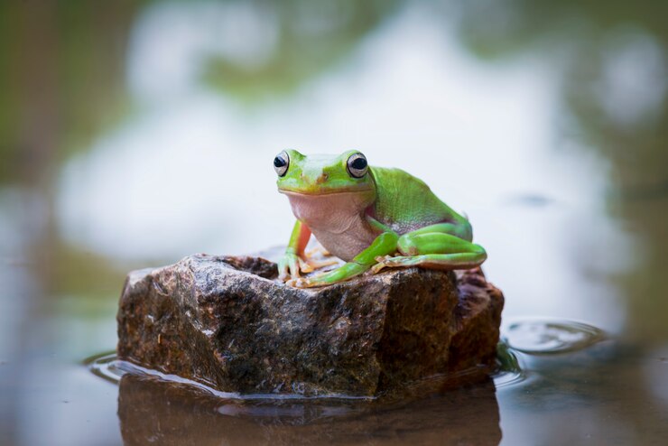 Foto dumpy froschbaum auf stein in einem see