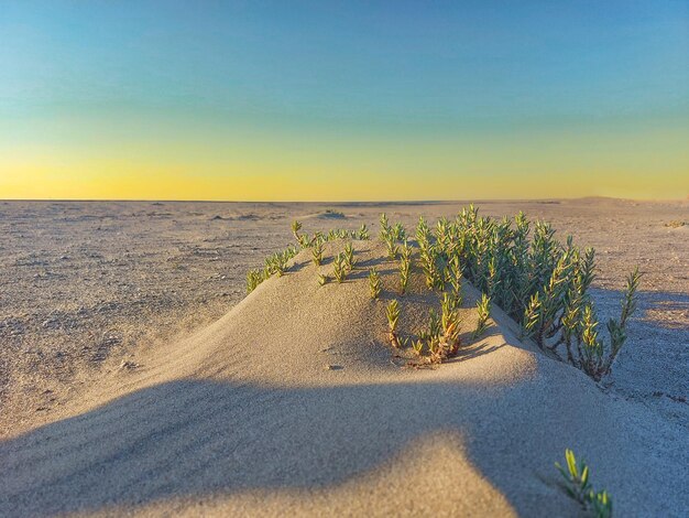 Una duna de arena con algunas plantas que crecen fuera de ella.