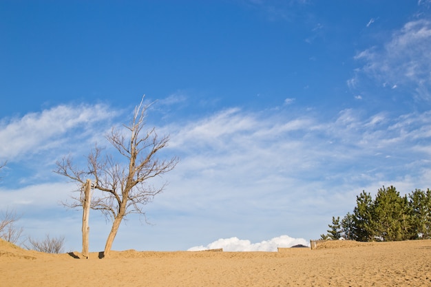 Duna de arena de tottori