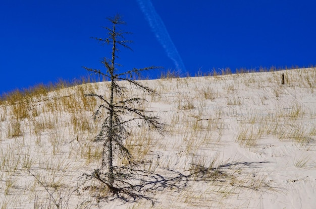 Duna de areia Leba do parque nacional de Slovinski na costa báltica Polônia Europa