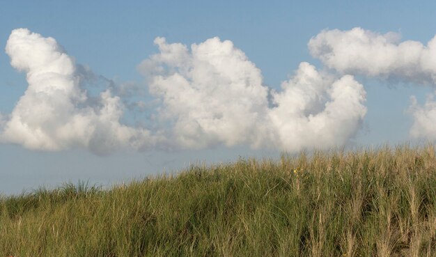 Foto la duna de la isla de texel