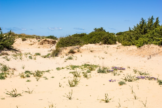 Duna na praia com plantas