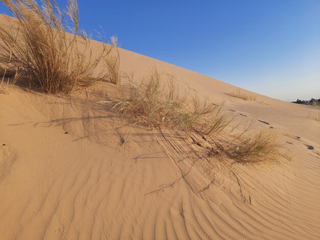 Dunas de arena en el desierto contra un cielo despejado