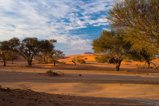 Dunas de arena en el desierto de Namib al amanecer, Namib Naukluft National Park, destino de viaje en Namibia, África