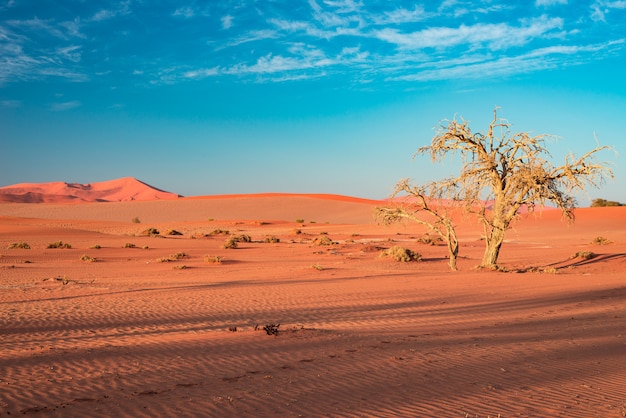 Dunas de arena en el desierto de Namib al amanecer, viaje en el maravilloso Parque Nacional Namib Naukluft, destino de viaje.