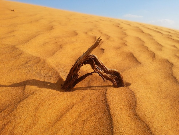 Dunas de arena en el desierto