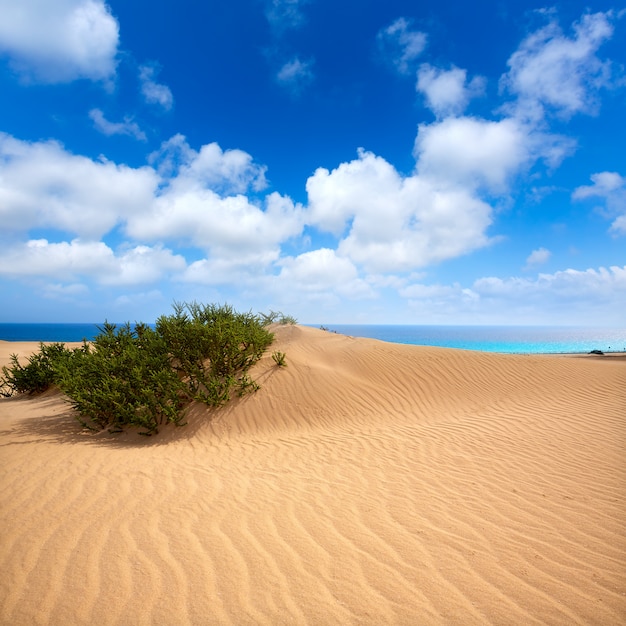 Foto dunas de corralejo fuerteventura isla desierto