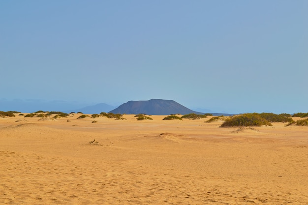 Dunas de Corralejo con vegetación y pasos.