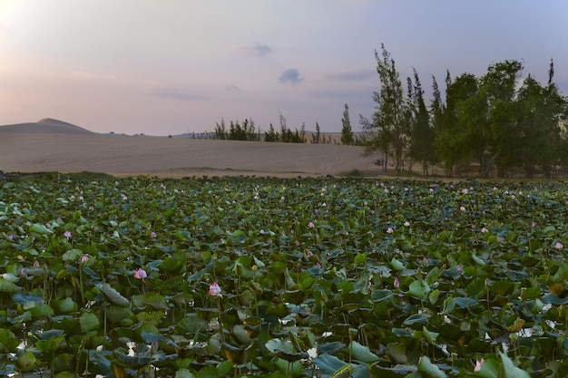 Dunas de areia branca e lago com lótus