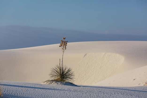 Dunas de areia branca