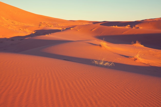 Dunas de areia cênicas no deserto