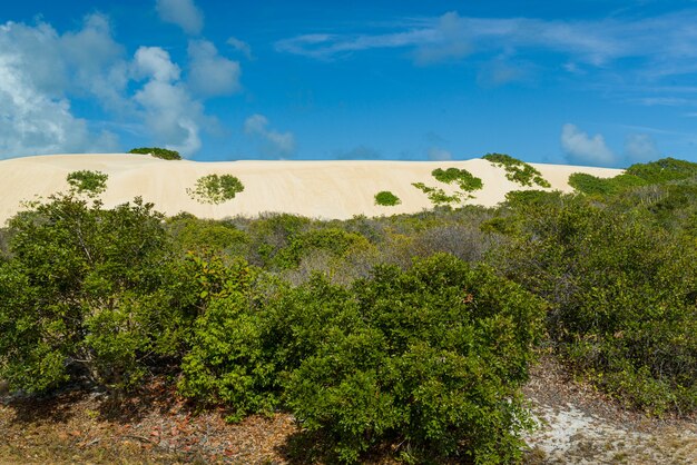 dunas de areia com vegetação nativa em maxaranguape rio grande do norte brasil em 22 de novembro de 2015