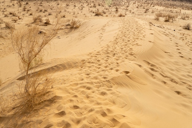 Dunas de areia no deserto de Kyzylkum, Uzbequistão