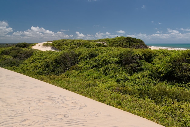 Dunas de Malemba Praia da Pipa Tibau do sul próximo a Natal Rio Grande do Norte Brasil