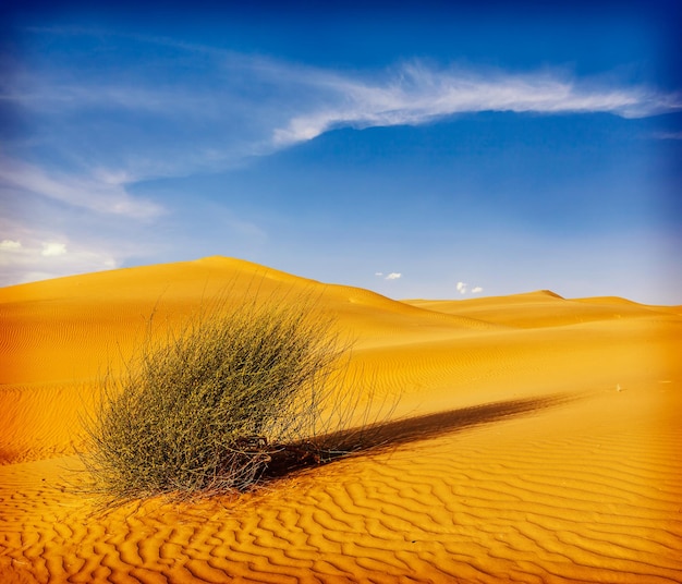 Dunas do deserto de Thar Rajasthan Índia