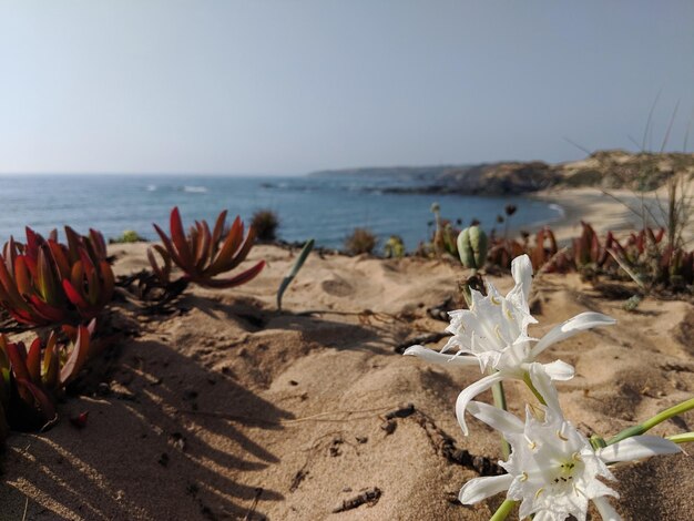 Foto las dunas y las flores