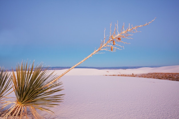 Dunas de White Sands en Nuevo México, EE. UU.