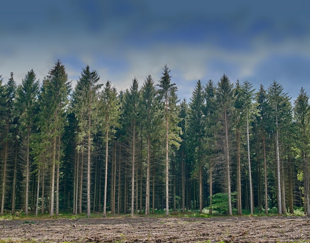 Dunkel abgelegener und mysteriöser bepflanzter Wald bei Sonnenuntergang in der Natur Landschaftsansicht von Bäumen, Pflanzen und Gras auf Landpark oder Feld in einer natürlichen Umgebung auf dem Land bei Nacht