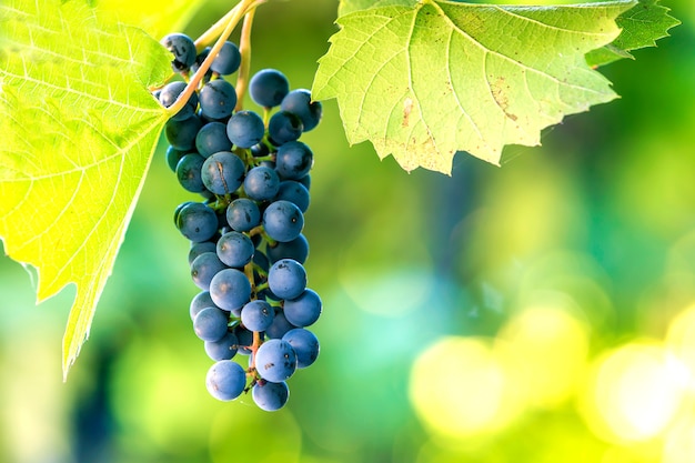 Dunkelblaue reifende Traubengruppe beleuchtete durch helle Sonne auf unscharfem Grün