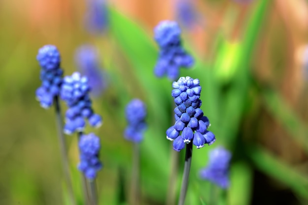 Foto dunkelblaue wildblumen