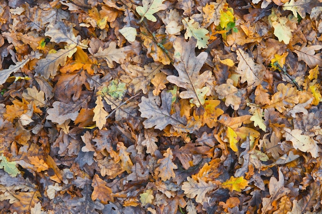 Dunkelbraune und orangefarbene Herbstblätter als Hintergrund Die Textur der späten Herbstsaison verlässt