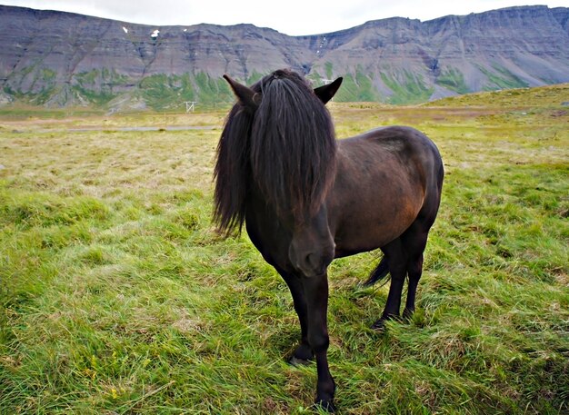 Dunkelbraunes Islandpferd mit flauschigem schwarzem Schopf und Mähne auf grünem Gras gegen Berge