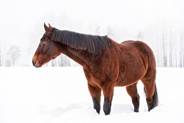 Dunkelbraunes Pferd geht auf schneebedecktem Feld, verschwommene Bäume im Hintergrund.