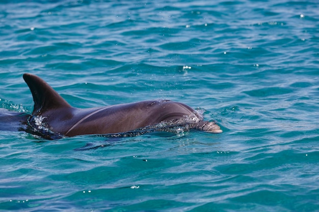 Foto dunkelgrauer delfin auf der brandung schwimmt und ruht im offenen meer über dem korallenriff selektiven fokus israel schöne flaschenneusdelphine springen aus dem roten meer mit klarem blauem wasser an einem sonnigen tag