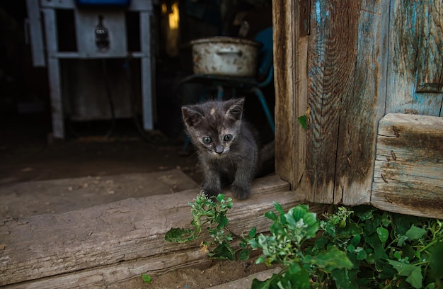 Dunkelgraues Kätzchen sitzt in der Scheunentür Die Katze schaut aus dem alten Hauswirtschaftsraum in der Nähe der Tür