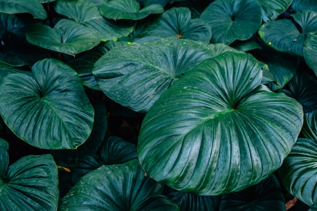 Foto dunkelgrüne blätter homalomena rubescent leaf (könig des herzens) strukturierten hintergrund