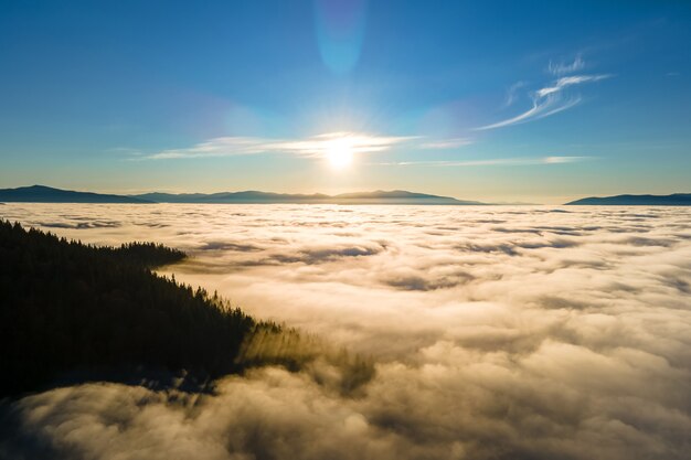 Dunkelgrüne Kiefern in stimmungsvollem Fichtenwald mit Sonnenaufgangslichtstrahlen, die durch Äste in nebligen Herbstbergen scheinen.