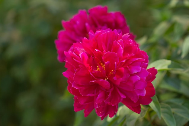 Dunkelrosa Blumen-Pionilit-Hintergrund