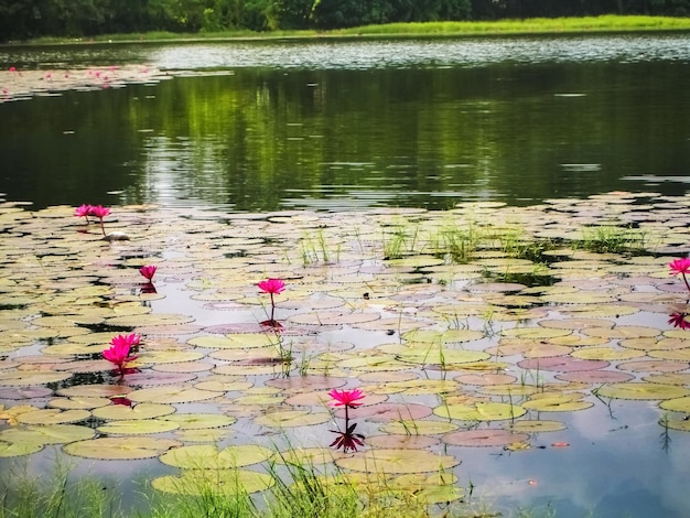 Dunkelrosa Seerose im See