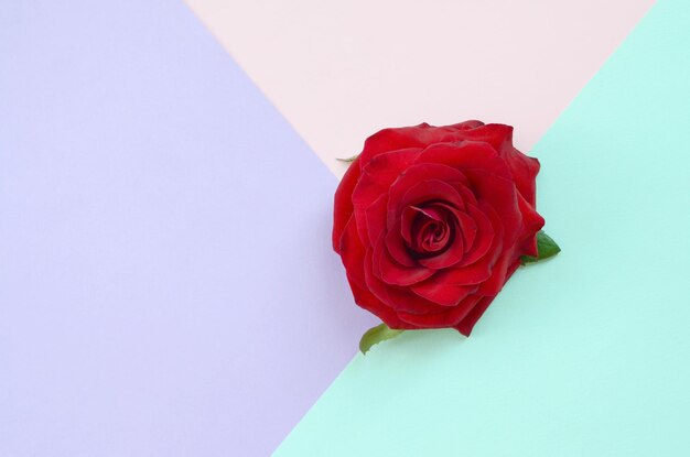 Dunkelrote Rosenblume auf pastellblauem rosa und lila Hintergrund Draufsicht