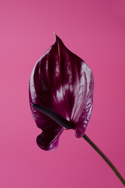 Dunkelrotes Anthurium gegen Rosa. Tropischer minimalistischer Hintergrund