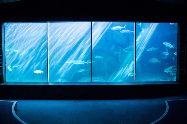 Dunkelster Raum mit einem Aquarium