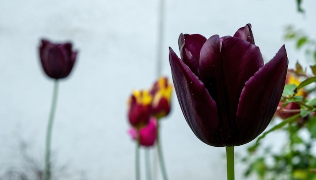 Dunkelviolette Tulpe mit weißem Wandhintergrund