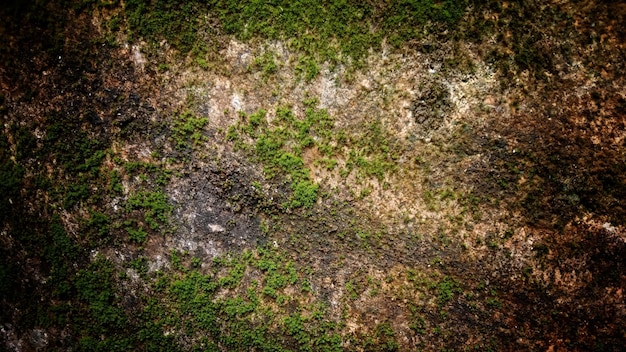 Dunkle alte Wandtextur Hintergrundwände voller Kratzer und Moos