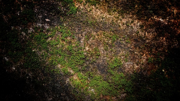 Dunkle alte Wandtextur Hintergrundwände voller Kratzer und Moos