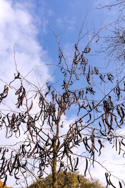 Dunkle Baumblätter auf hellblauem Himmelshintergrund