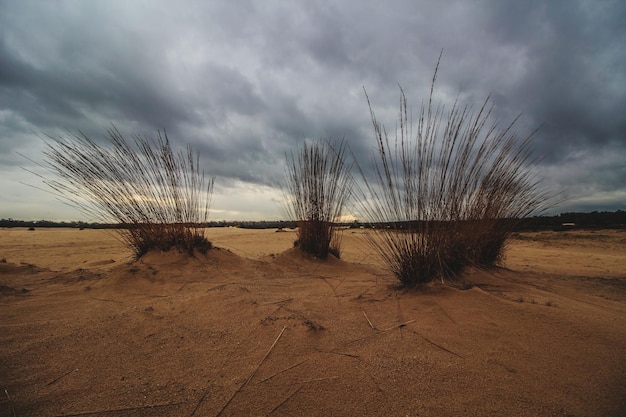 Foto dunkle naturlandschaft