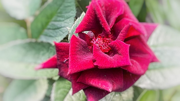 Dunkle Rosenblüten