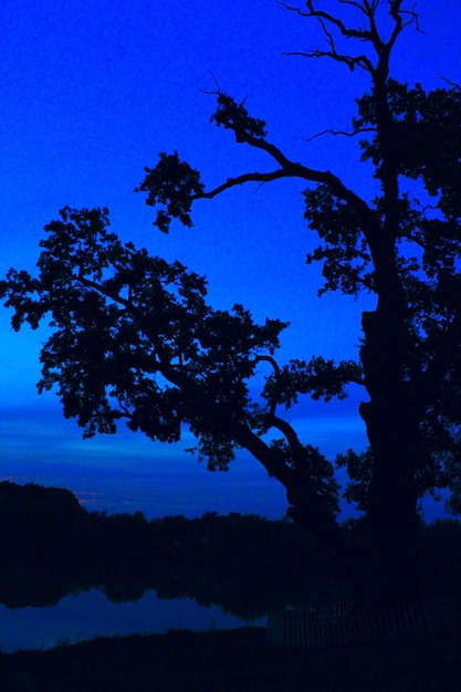 dunkle Silhouette des Baumes auf dem blauen Hintergrund des Abends