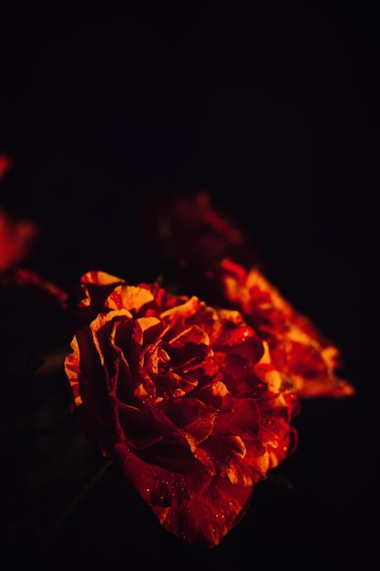 Dunkle, stimmungsvolle Blumen, rote Rosen, Hintergrund, dunkle Blumen, Rosenfahne, mystische, tiefrote, violette Blume an