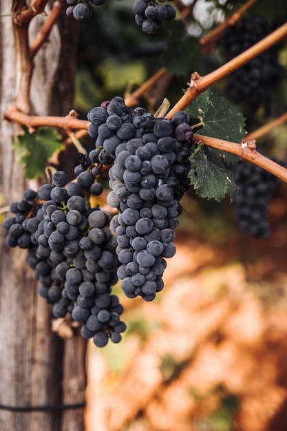 Dunkle Traube für Wein