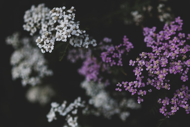 Dunkler botanischer Hintergrund weiße und violette Schafgarbenblumen auf Schwarz