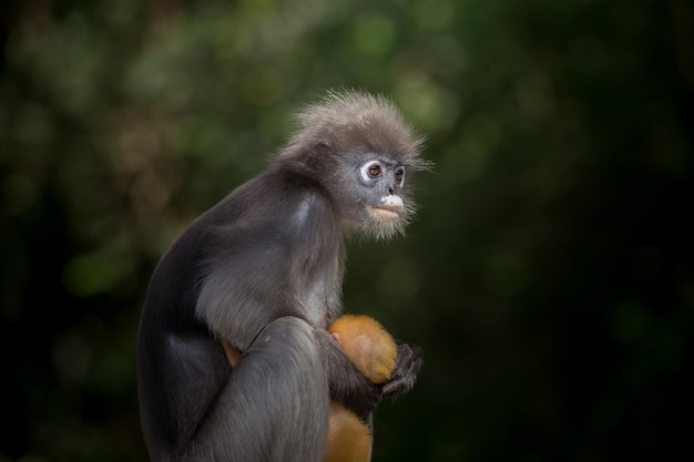 Dunkler Langur Trachypithecus obscurus