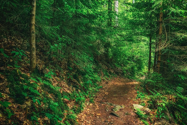 Dunkler launischer Wald